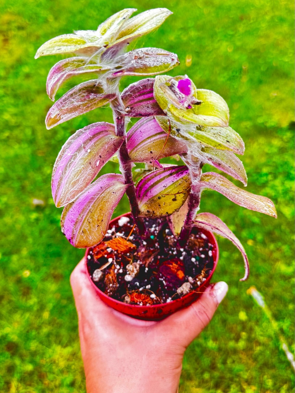 Fuzzy Tradescantia
